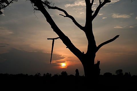 Budaun Killings: The mango tree where the dead bodies of two minor girls were found hanging